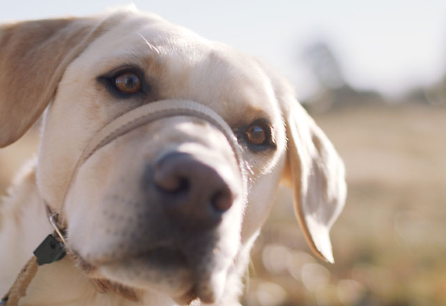 Bruce, the golden labrador, staring wistfully