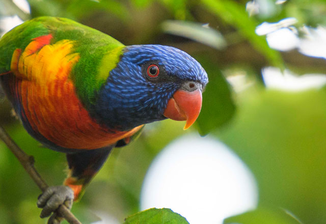 Lorikeet amongst green leaves.